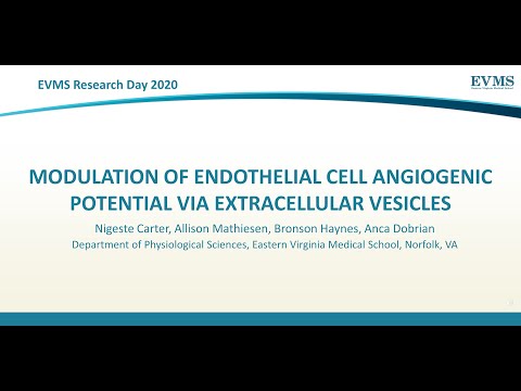 Thumbnail image of video presentation for Modulation of endothelial cell angiogenic potential via extracellular vesicles