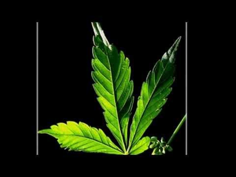 Seamos felices   Mseco dt dedos mp3 2