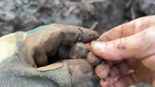 Lucky Duck Digger #126 Drained Lake hunt 4