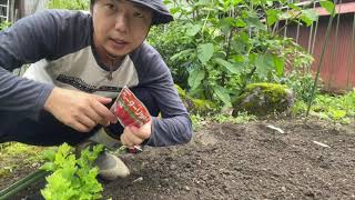 初めてのマルチかけ＆ニンジン種まき　2021年7月3日　飛騨市をスローシティ へ　〜第1章 自宅をアグリツーリズム拠点にしたい〜アウトドア音痴の挑戦
