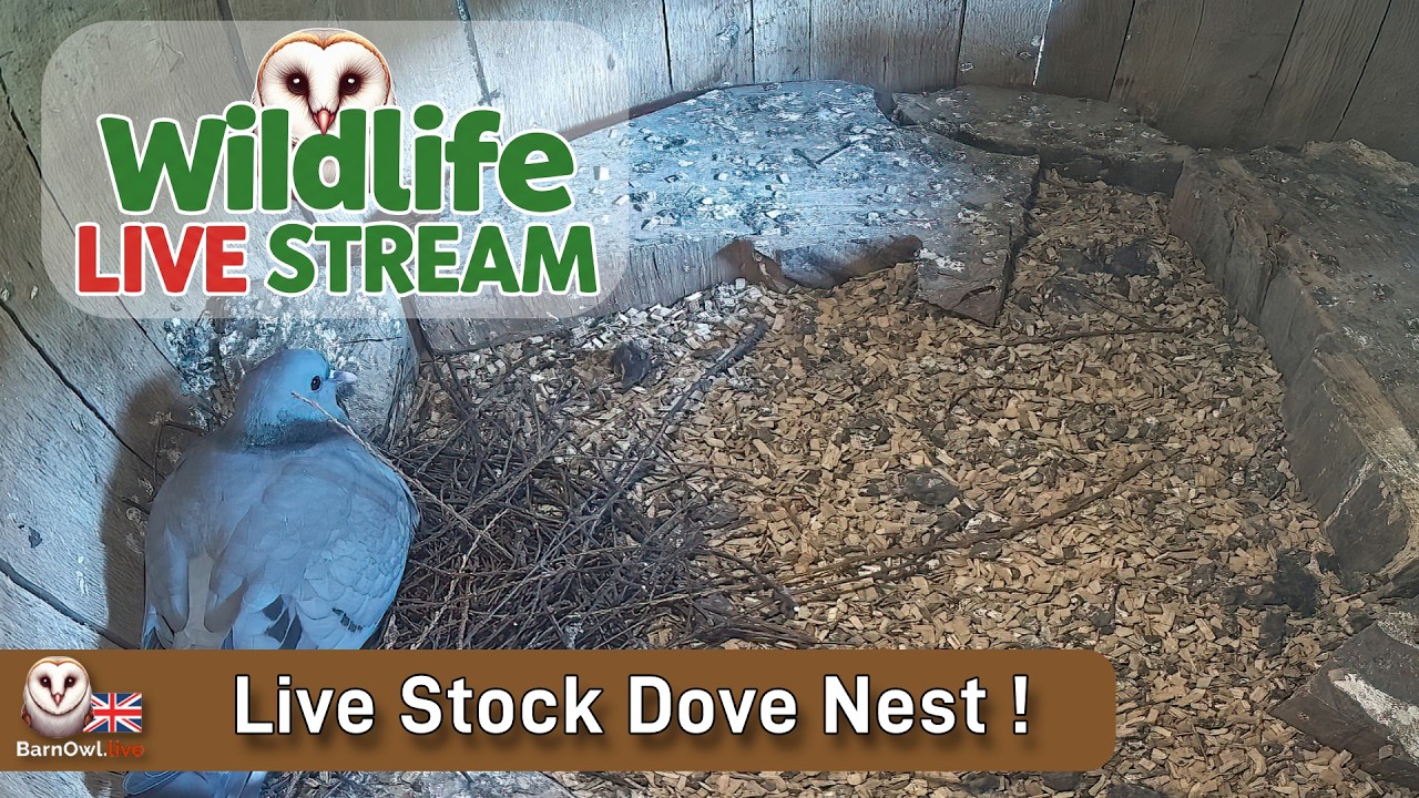 Live webcam view of Stock Dove Nest Cam
