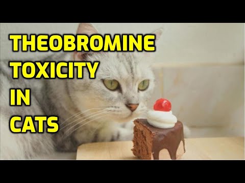 Is Chocolate Toxic To Cats? (What You Need To Know!)