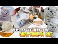 Hungry Kittens Meows And Want To Eat Kitten Carioca Steals Food Hungry Food Kitten Shorts