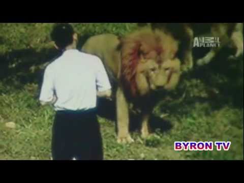 Lion Attacks Preacher