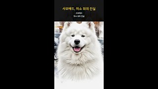 사모예드, 미소 뒤의 진실 #Shorts