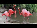 Flamingos At The San Diego Zoo