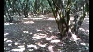 preview picture of video 'Hazelnut Orchard, Dorris Ranch, Springfield, OR, USA'