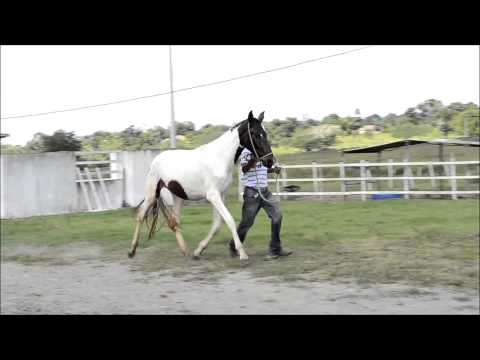 Xixa - Haras Trovão
