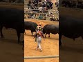 Okinawa bull fighting