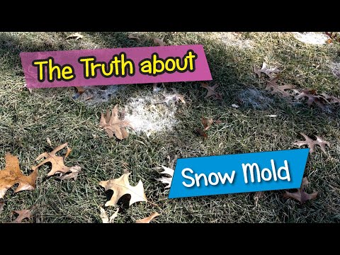 Snow Mold Fungicide Round 1: 50∘F Soil Temp Trigger &amp; Why the "Temporary Damage" Myth is WRONG