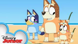 Bluey Season 3 Episode 41 Stickbird Episode Clip | @disneyjunior x @BlueyOfficialChannel