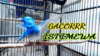Download lagu KEHICAP RANTING GACORRR mp3