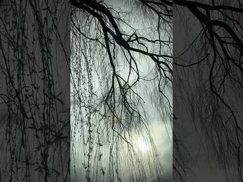 Willows and Endings 🌱 Meu Amor, Meu Amor Amália Rodrigues #meuamormeuamor #amaliarodrigues