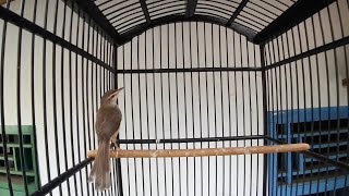 Download lagu PRENJAK SAWAH CIBLEK SAWAH KLIK JANTAN MEMANGGIL BETINA || UNTUK PANCINGAN BUNYI mp3