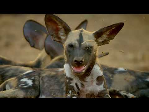 Africas Hunters - The Hot Springs Pack