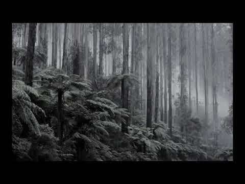 temperate rainforest ~ Boggly Woods - Paper Mario TTYD (original 2004 ver) - OST + rain ambience