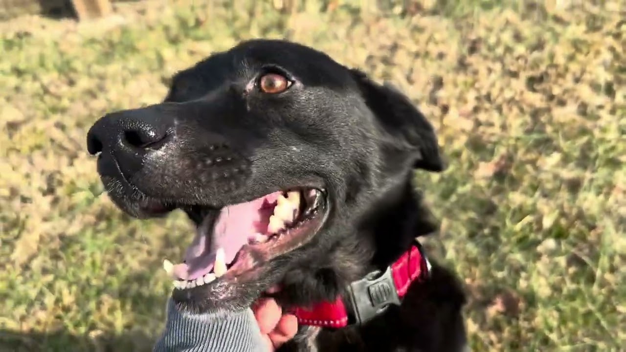 Enlarge Clyde - MEET ME @ PETCO 01/03/26!, a Adoptable mixed breed in Cookeville, TN video 4/4