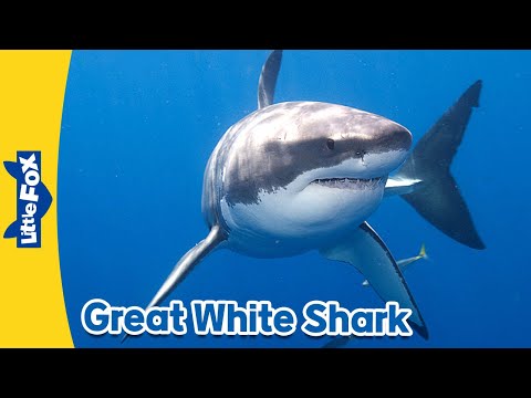 Meet the Animals 1: Great White Shark | Level 2 | By Little Fox