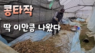 서리태 콩 지금 털었더니 딱 이 만큼 나왔어요