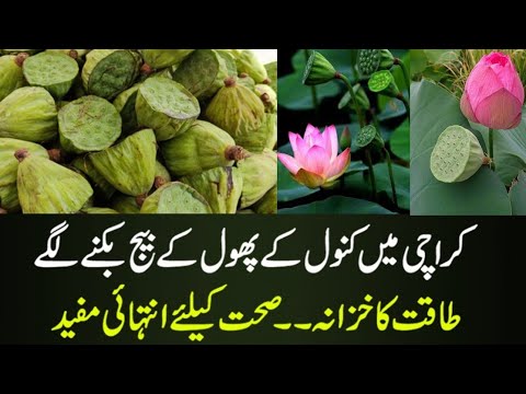 Lotus Seeds | Kanwal Ka Phool | Lotus Seeds Selling in Karachi Streets 