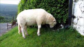 preview picture of video 'How to hang out with a lamb - a Kitten's Guide'