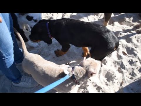 Dog park with Lua, Tehya & friends!