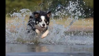 Bob Dylan - If Dogs Run Free (legendas em português)