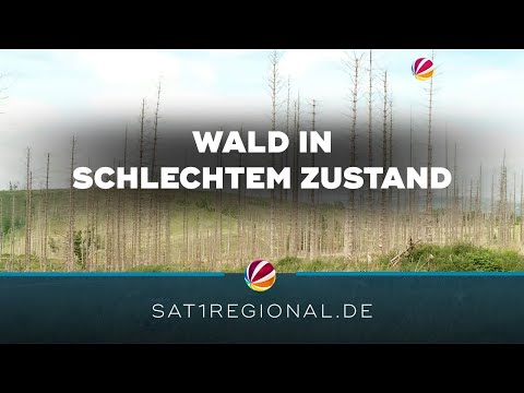 Baumsterben: Förster im Harz arbeiten an klimaresistenten Wäldern