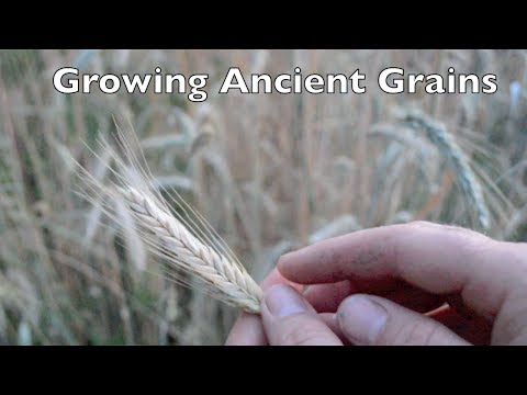Growing Ancient Grains In Your Garden.