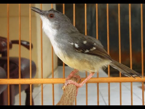 Download Suara Burung Ciblek Tebu Meong