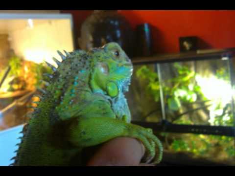 comment prendre un iguane