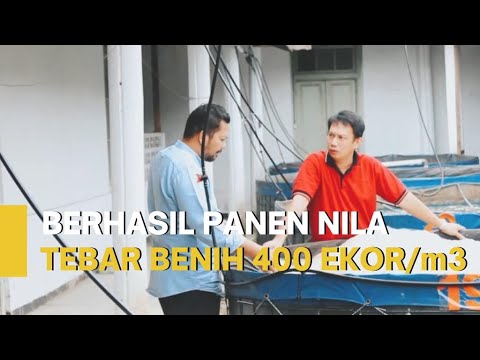 Detailed Discussion of Tilapia Cultivation Using the Biofloc System & Successful Harvest of 400 F...