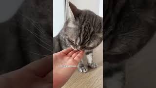 Как научить кошку команде КО МНЕ