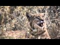 Video Trailer for DESERT DREAMS: Celebrating Five Seasons in the Sonoran Desert,