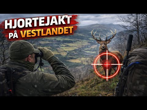 Hjortejakt | Solo hunting red stags in Norwegian mountains