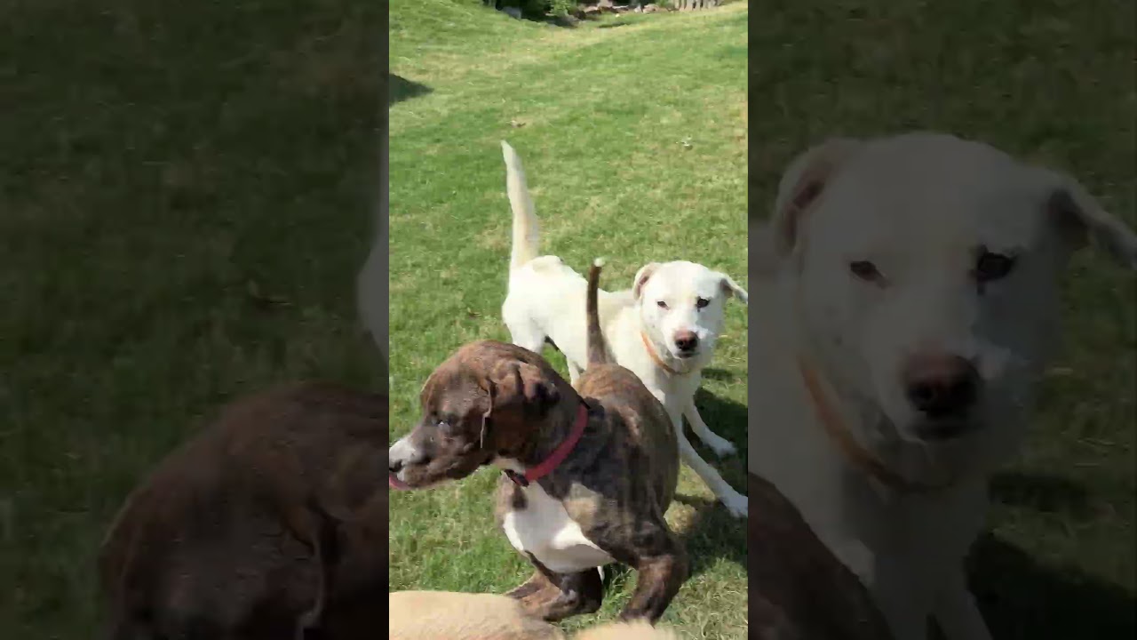 Enlarge Helen , a Adoptable mixed breed in Arlington , VA video 5/6