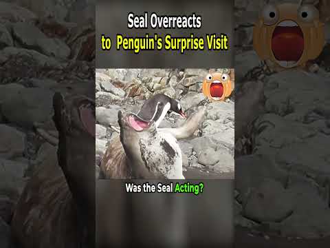 Seal Overreacts to Penguin's Surprise Visit!