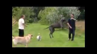 The happiest great dane in the world!!