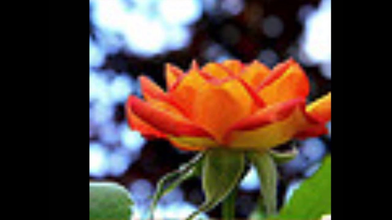 Como você é linda poema na voz de Gean Carlos Duran