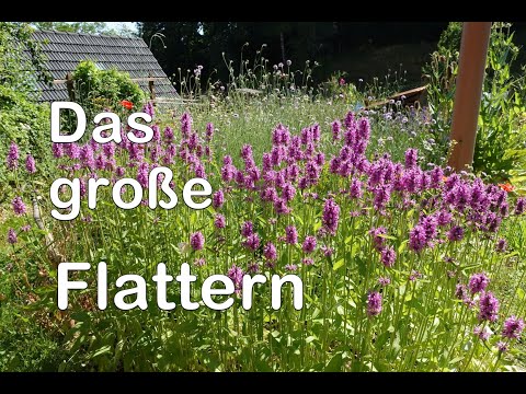 Mein Garten ist ein Magnet für Tag- und Nachtfalter sowie Wildbienen geworden. #hortus