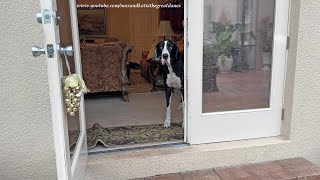 Funny Grown Up Great Dane Doesn't Want to Catch Raindrops
