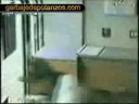 El ladrón más torpe del mundo