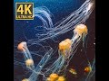 PBS Nature Documentary The Flowing Oasis 1986