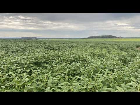 Fazenda à Venda em Novo Acordo-TO: 4.446 ha Pronta para Soja