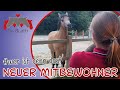 Lia Alfi Ein Neuer Mitbewohner Zieht Ein