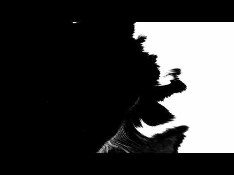 ink drop on white black background footage ink foo 2021 09 03 15 59 47 utc