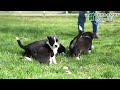 Mixed Breed dogs for sale: Cowboy - Video 1