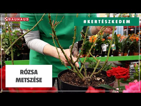 Rózsa metszése, tavasszal | #KERTÉSZKEDEM