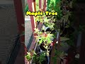 Maple Tree