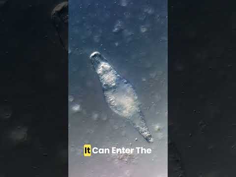 Brain eating amoeba #microscope #science #bacteria #amoeba